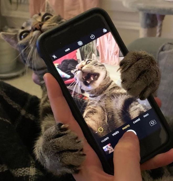 12 Funniest Dog Photos To Make You Smile