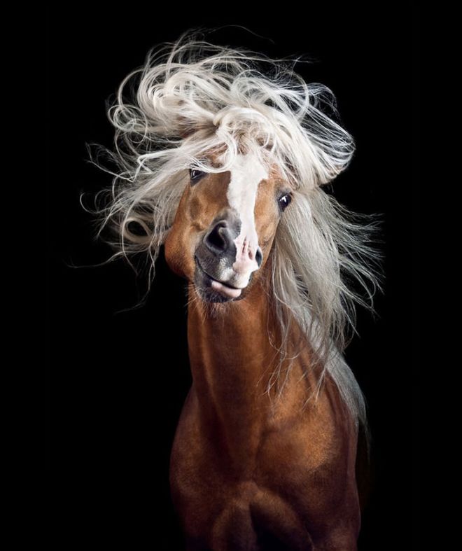 Incredible Horse Photography By Wiebke Haas