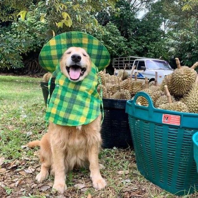 14 Cute And Adorable Service Dogs