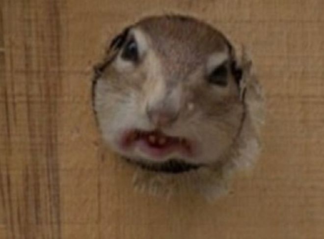 15 Most Hilarious Animal Photos You've Ever Seen