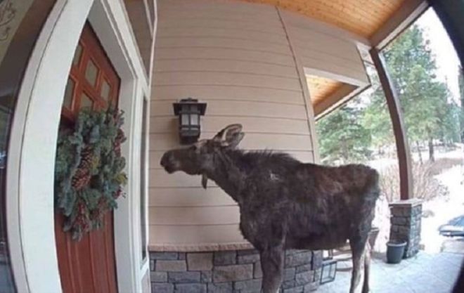 15 Most Hilarious Animal Photos You've Ever Seen