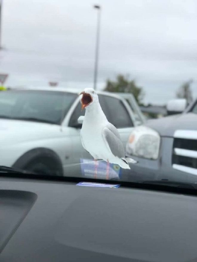 15 Most Hilarious Animal Photos You've Ever Seen