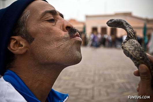 Awesome Pet Snakes of Arabia