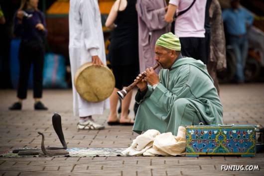 Awesome Pet Snakes of Arabia