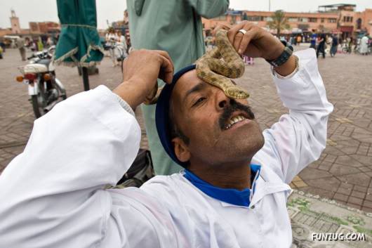 Awesome Pet Snakes of Arabia