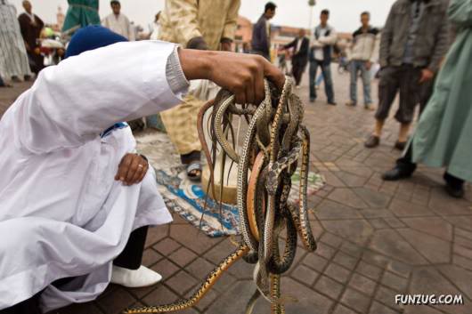 Awesome Pet Snakes of Arabia