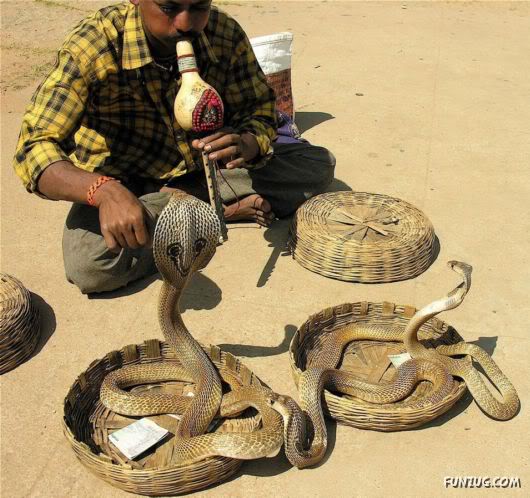 Awesome Pet Snakes of Arabia