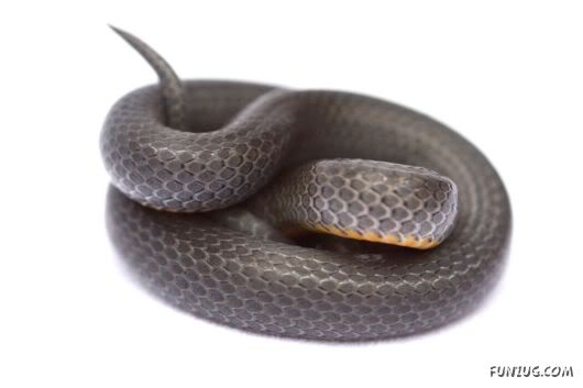 Awesome Pet Snakes of Arabia