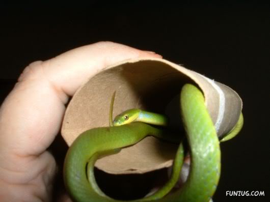 Awesome Pet Snakes of Arabia