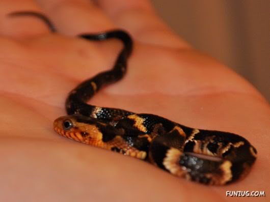 Awesome Pet Snakes of Arabia